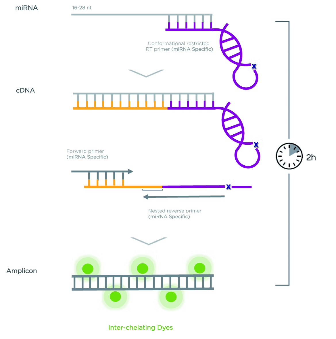 Rt pcr